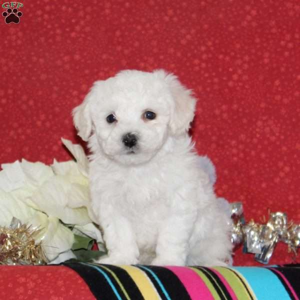 Jackson, Bichon Frise Puppy